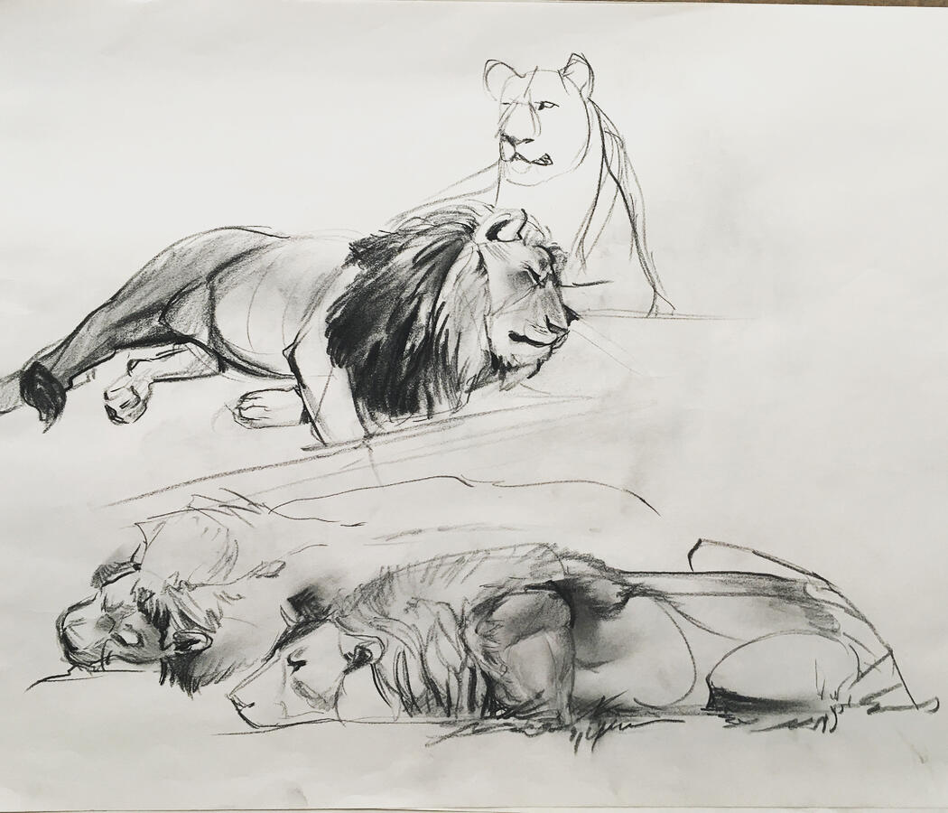 Lion Life Drawings