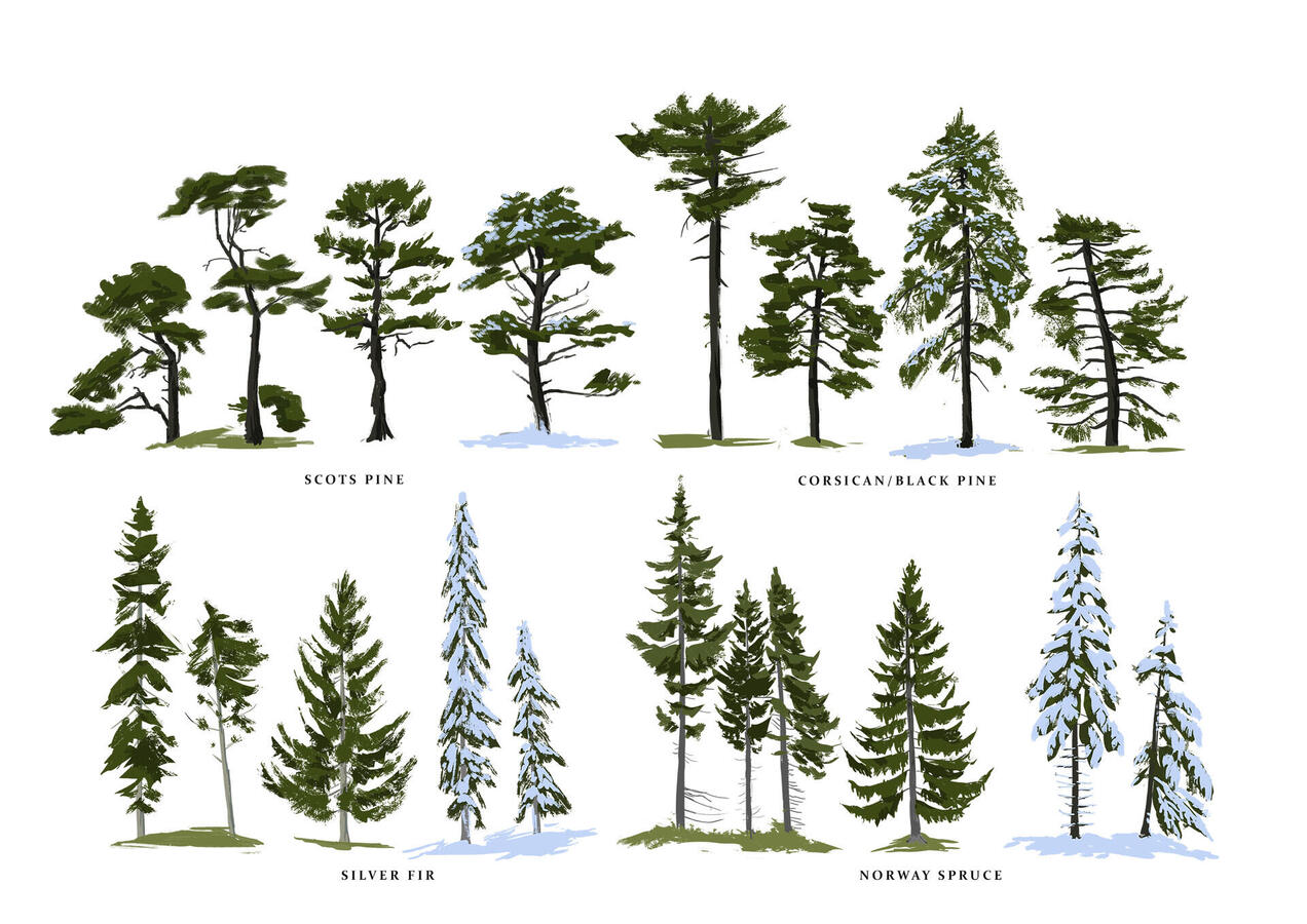 Tree Shape Studies