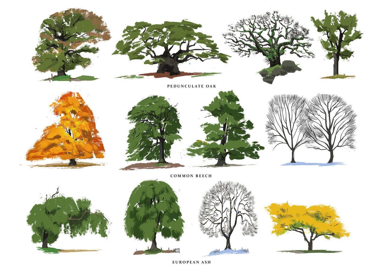 Tree Shape Studies