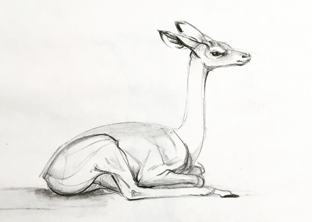 Gerenuk Life Drawing