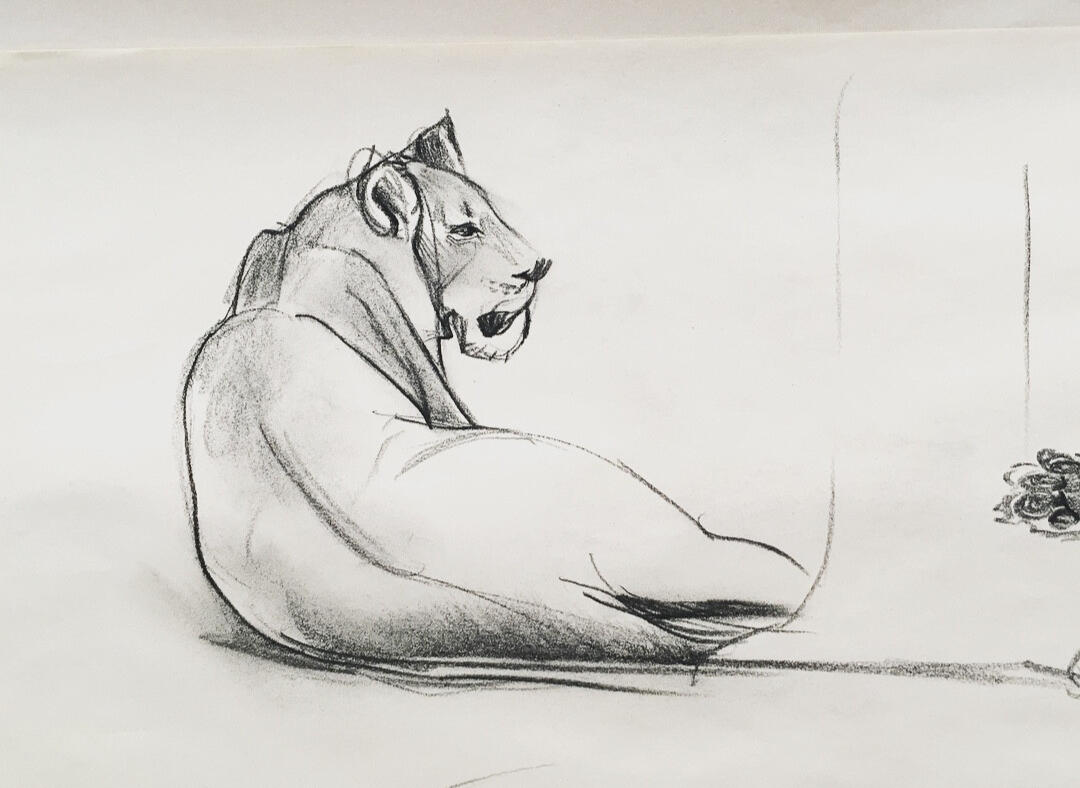 Lioness Life Drawing